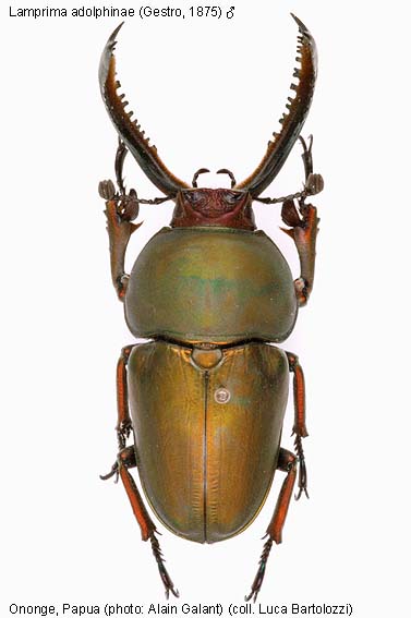 Papua Insects Foundation (Coleoptera/Lucanidae thumbnails)